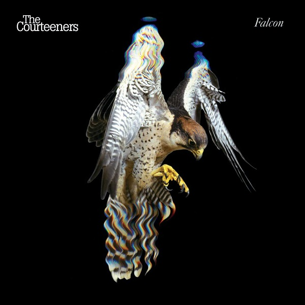 Courteeners - Falcon
